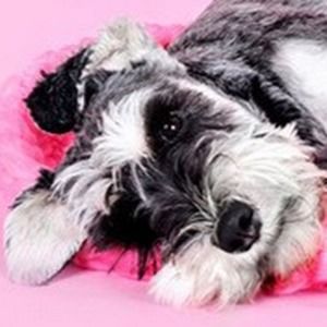 Meet your Posher, G.